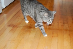 cat-and-finished-floor